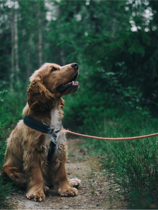 Virox Technologies Inc. | Animal Health Markets Virox Technologies Inc. | Animal Health Markets