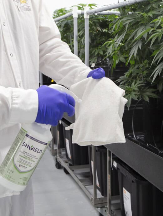 Man using Shyield Spray to clean in a cannabis facility
