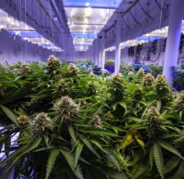 Cannabis Facilities